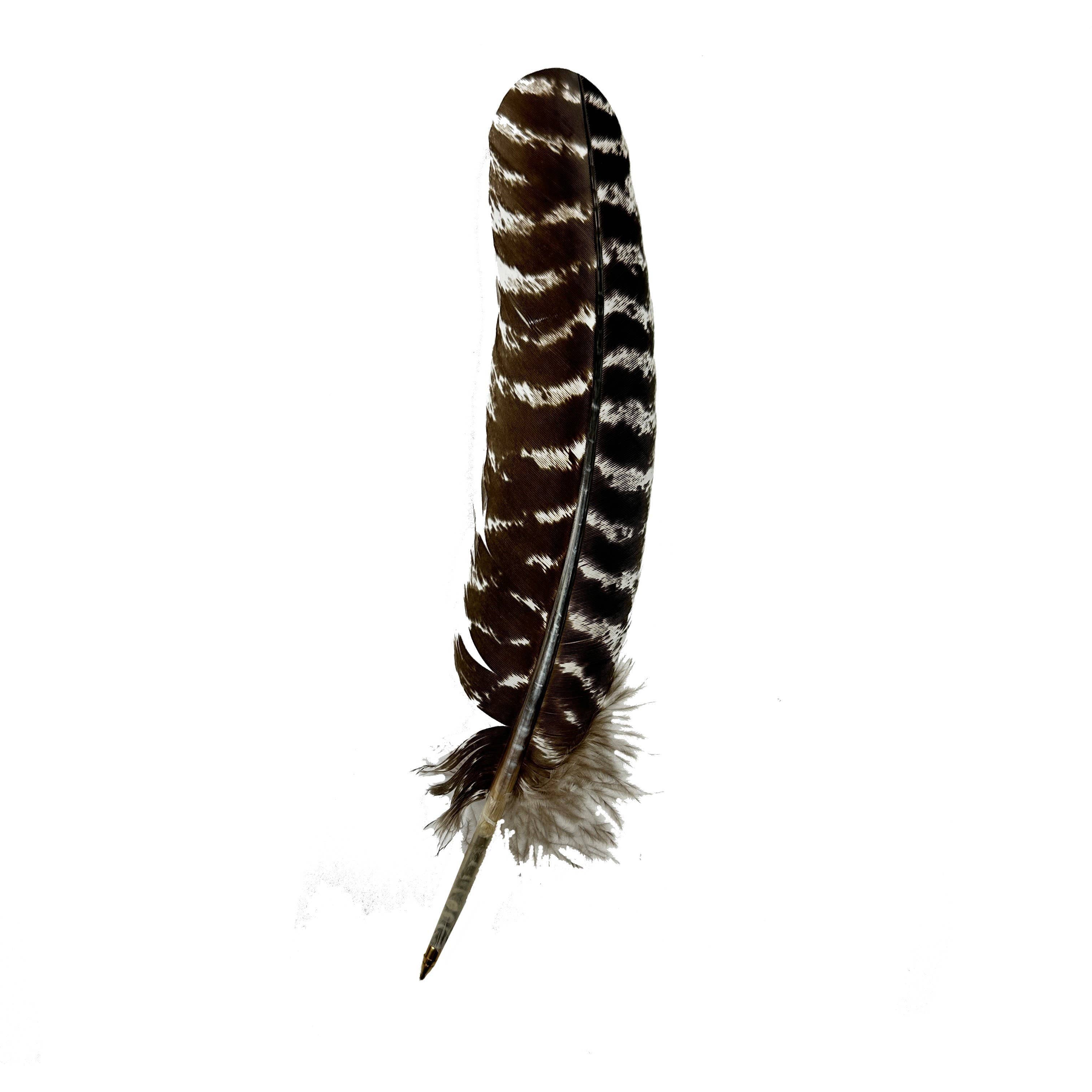 The Quill Ballpoint Pen features a single brown feather with white horizontal stripes and a fluffy base, reminiscent of a classic feather pen, shown isolated on a white background.