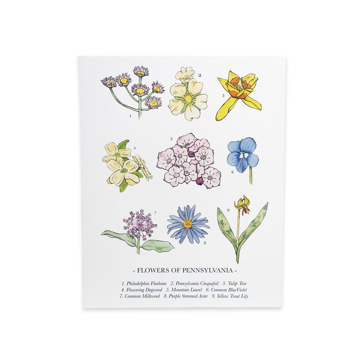 A Pennsylvania Wildflower Art Print featuring illustrations of nine native wildflowers with their names labeled at the bottom, serving as elegant wall decor.